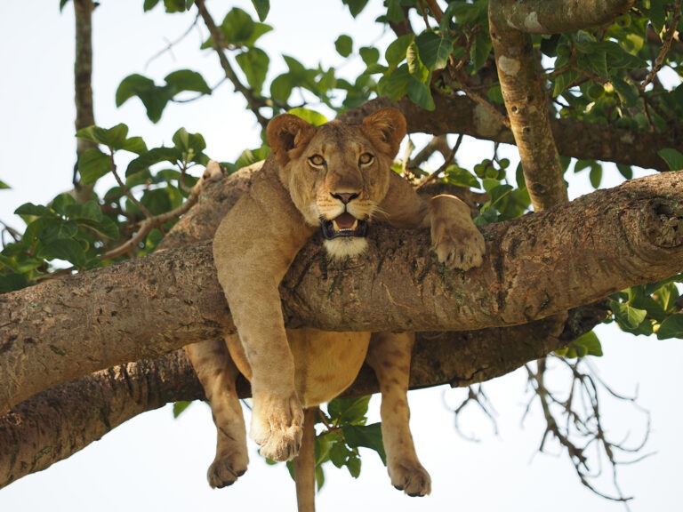 Uganda Safari Tours
