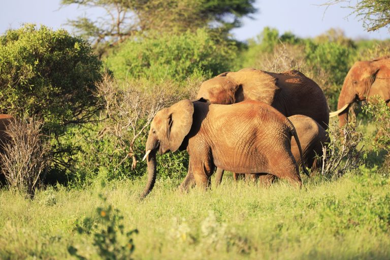7 Days Classic Tanzania Wildlife Safari