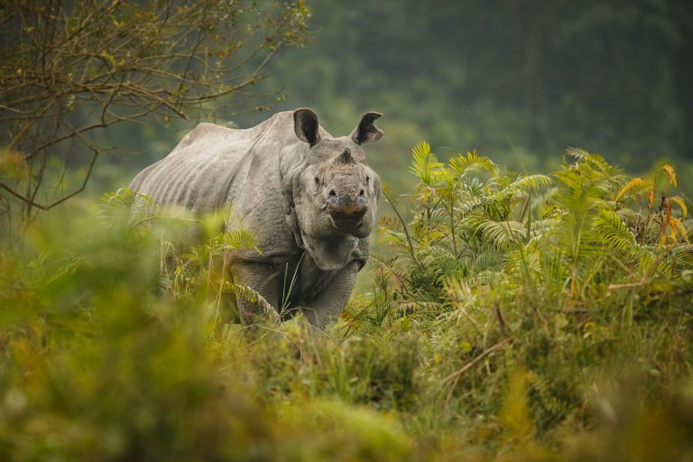 10-Day Blue Nile Trails Culture & Wildlife Adventure
