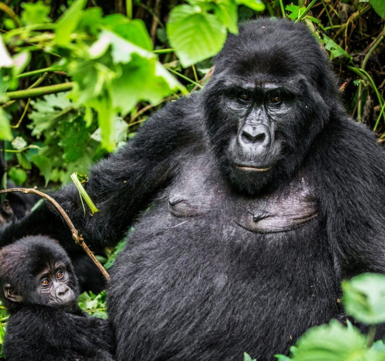 gorilla trekking vs habituation Uganda