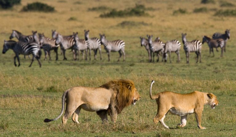 10 Days Classic Kenya Wildlife Safari