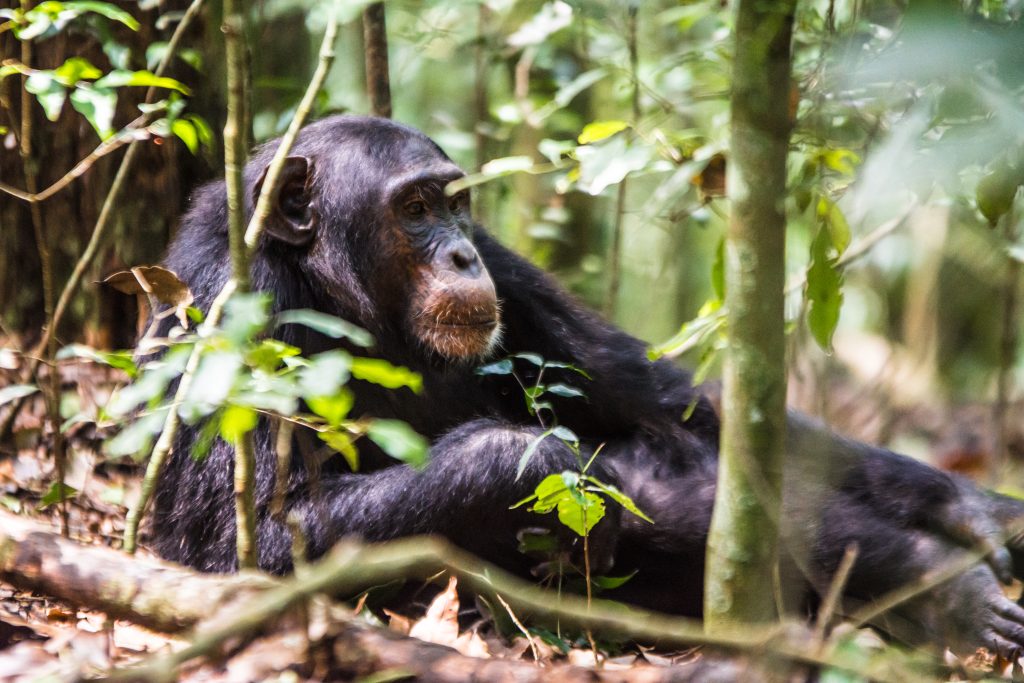 4 Days Uganda Primate and Wildlife Safari