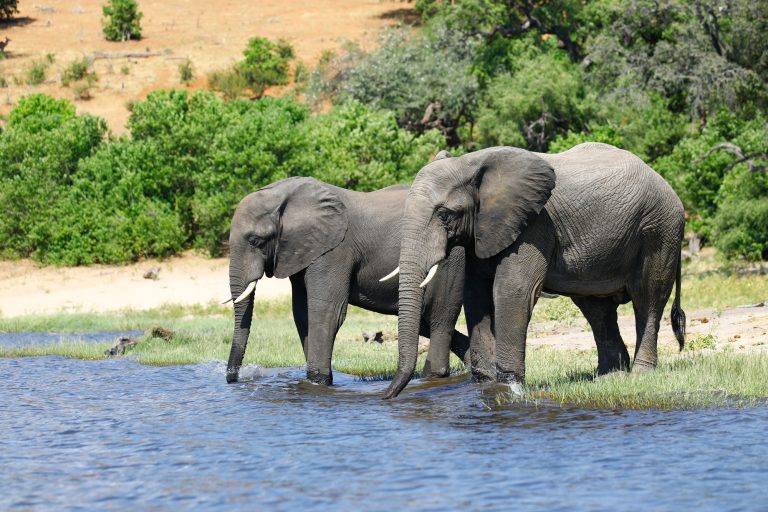 10 Days Best of Zambia Safari