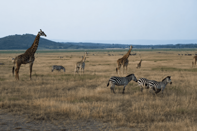 image_rwanda_experience_akagera_national_park