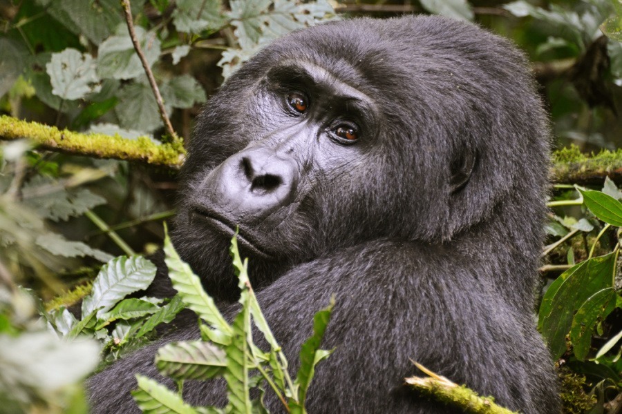 image_gorilla_expeditions_in_rwanda