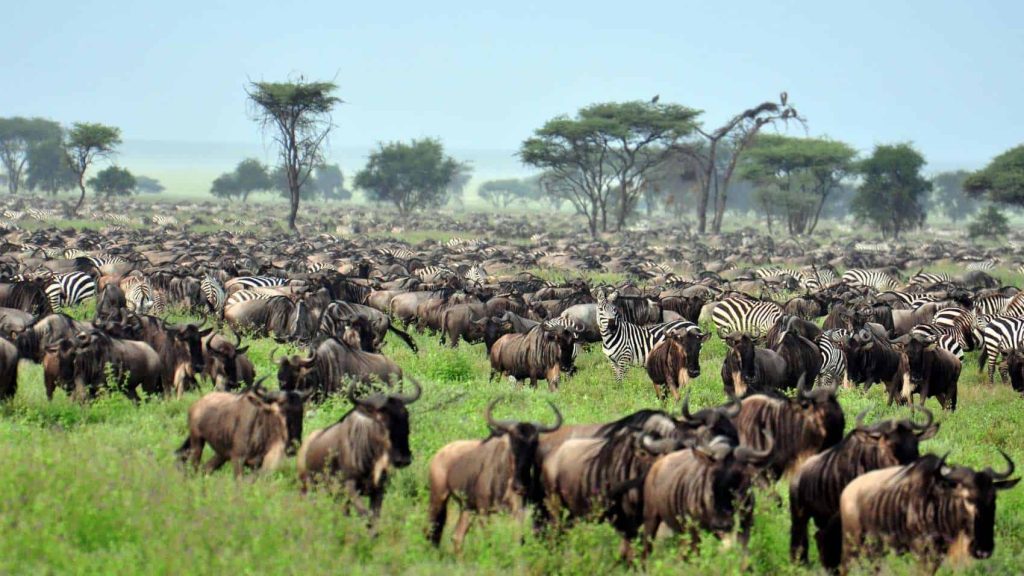 7 Days Classic Tanzania Wildlife Safari