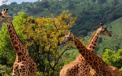 Akagera National Park