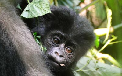 5 Day Uganda Rwanda Gorilla Trekking Safari