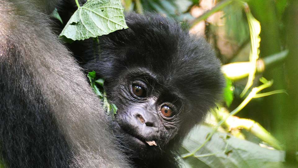 5 Day Uganda Rwanda Gorilla Trekking Safari