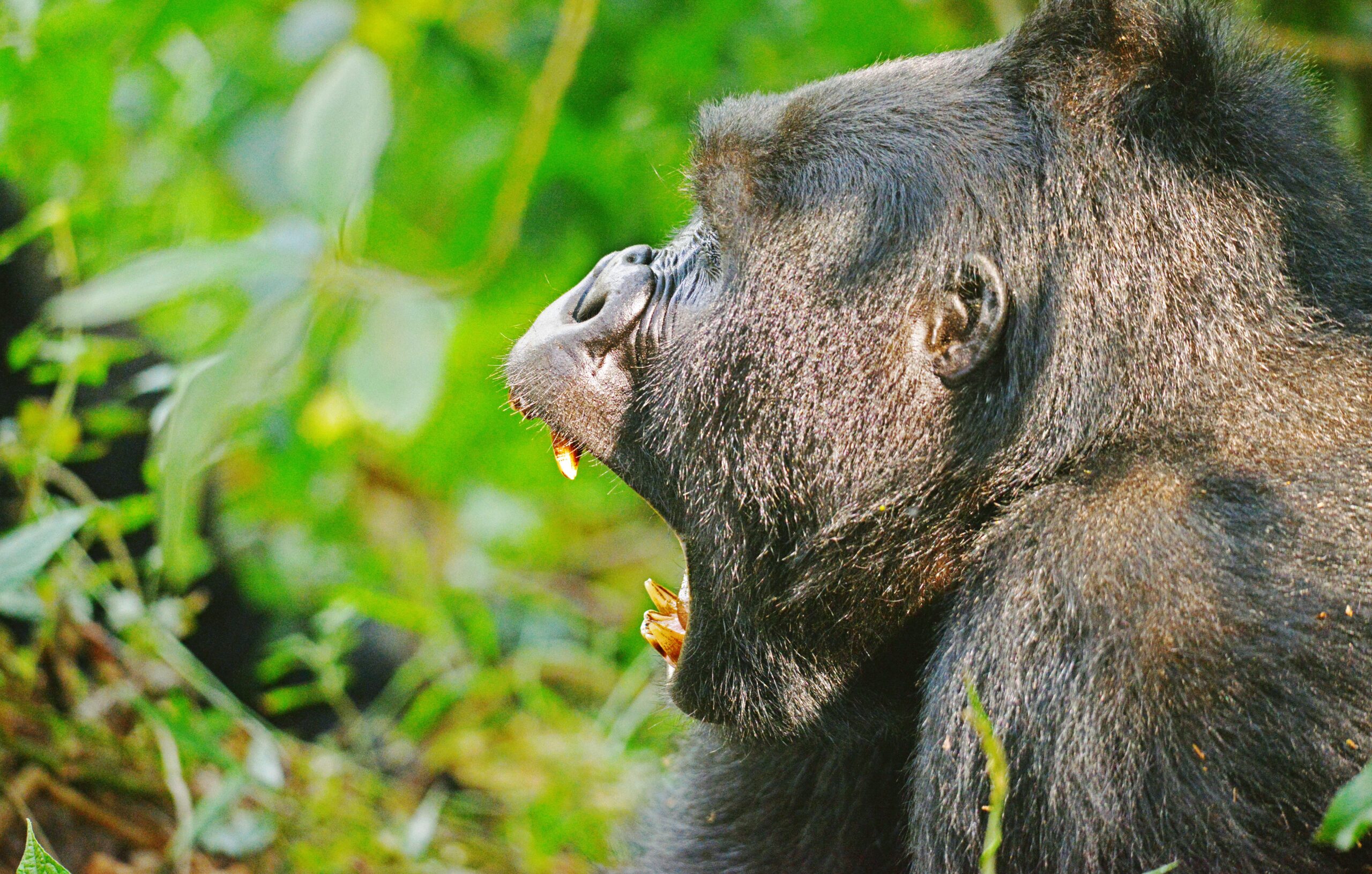 Bwindi Impenetrable National Park Safari