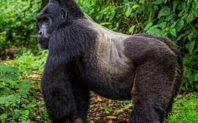 Mgahinga Gorilla National Park