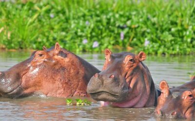 5 Days Murchison Falls Safari