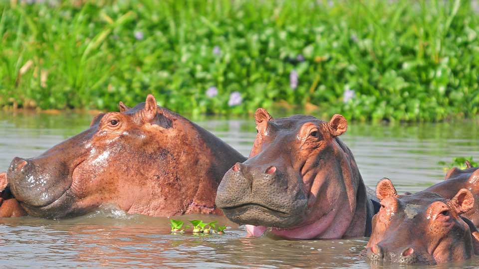 5 Days Murchison Falls Safari
