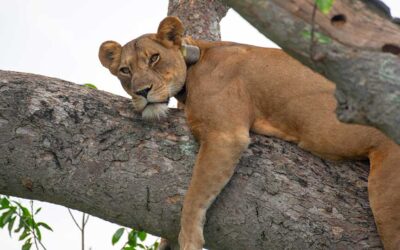 9 Day Uganda Rwanda Safari – Gorillas, Wildlife & Parks