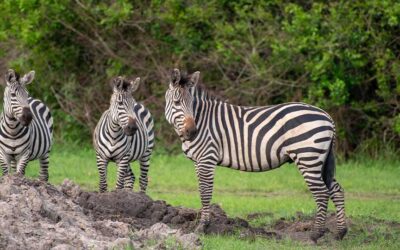 7 Day Rwanda Safari – Akagera, Nyungwe & Volcanoes