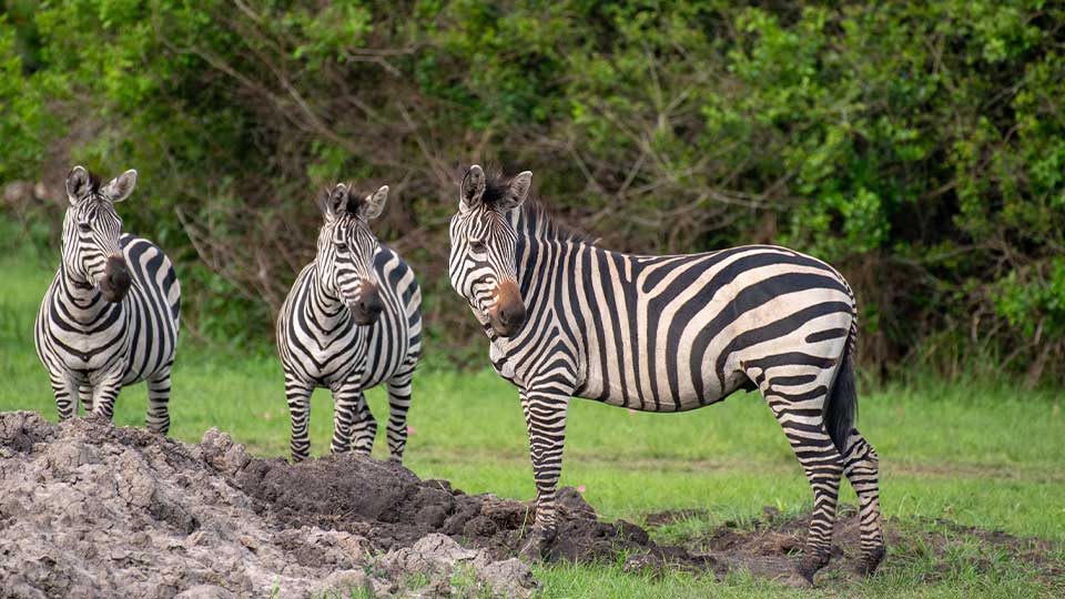 7 Day Rwanda Safari – Akagera, Nyungwe & Volcanoes