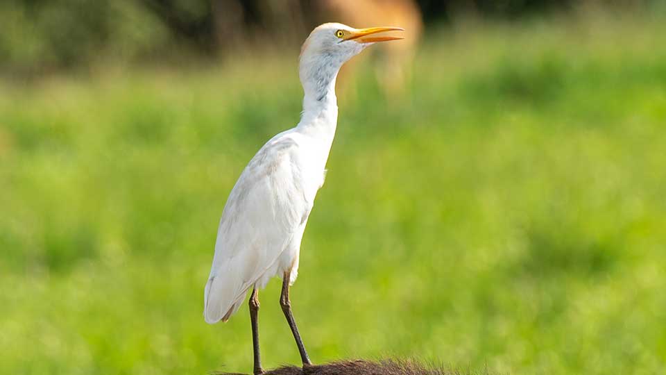 Birdwatching--Safaris-with-Afoyo-African-Safaris-tour-05 image_great_migration
