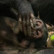 Kibale Forest National Park