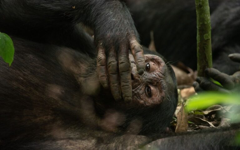 Kibale Forest National Park