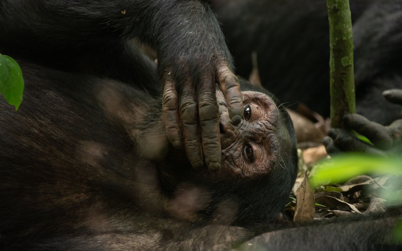 Kibale Forest National Park