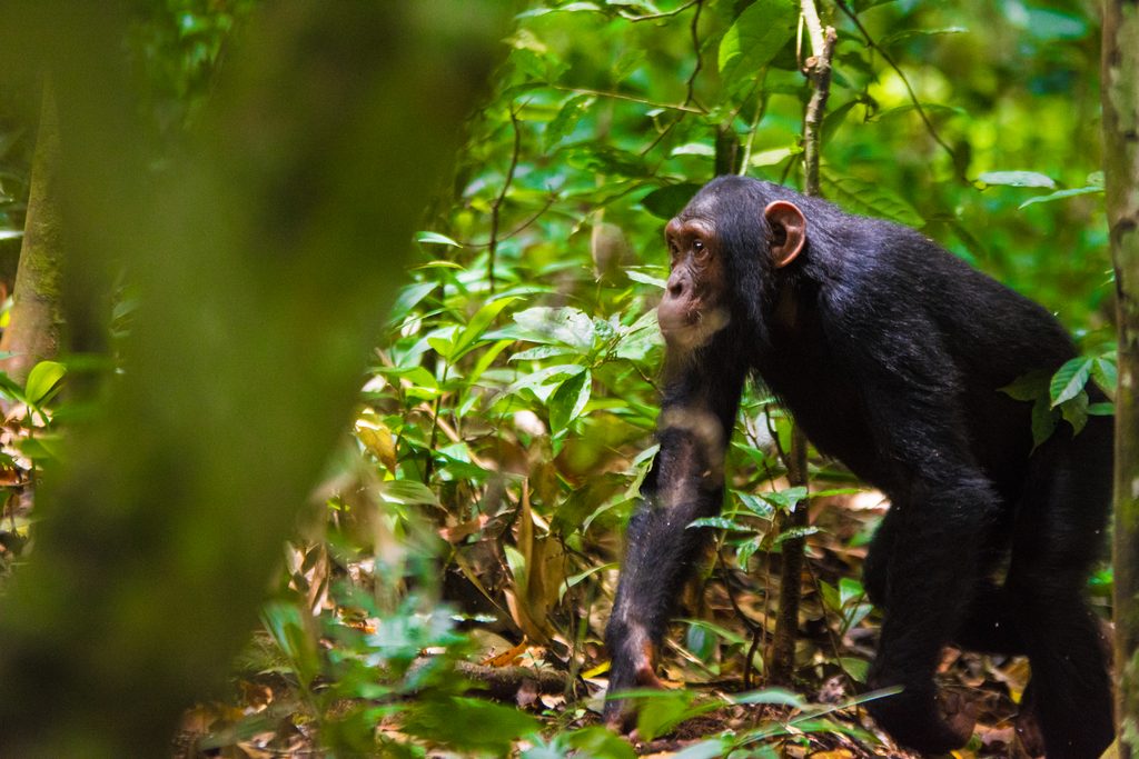 Kibale Forest National Park