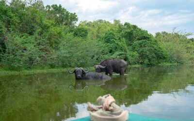 Things to do in Murchison Falls National Park