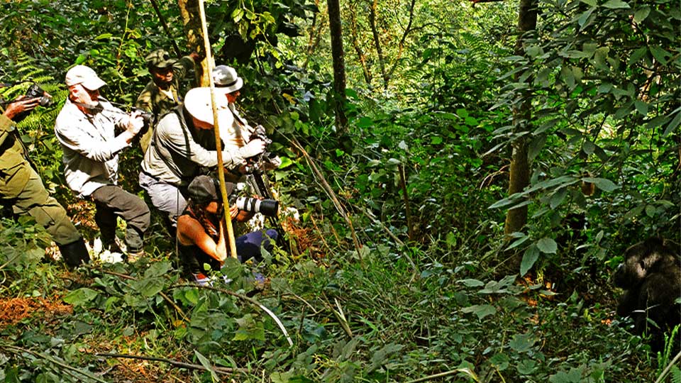 New-Gorilla-trekking-tour--Afoyo-African-Safaris image_gorilla_tracking_activity_in_uganda