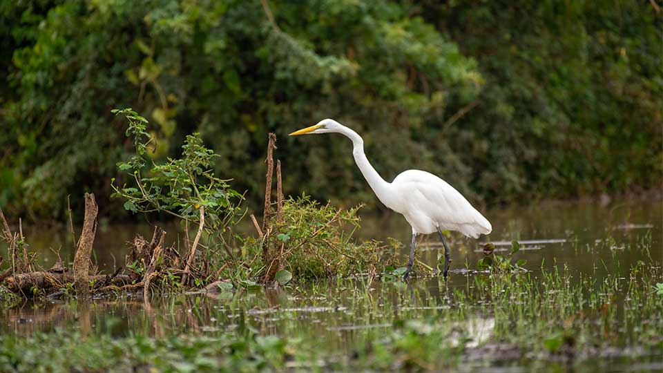 New-bird-watching-tour--Afoyo-African-Safaris image_great_migration