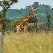 Pian Upe Wildlife Reserve