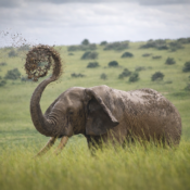 Tangi Elephant Camp