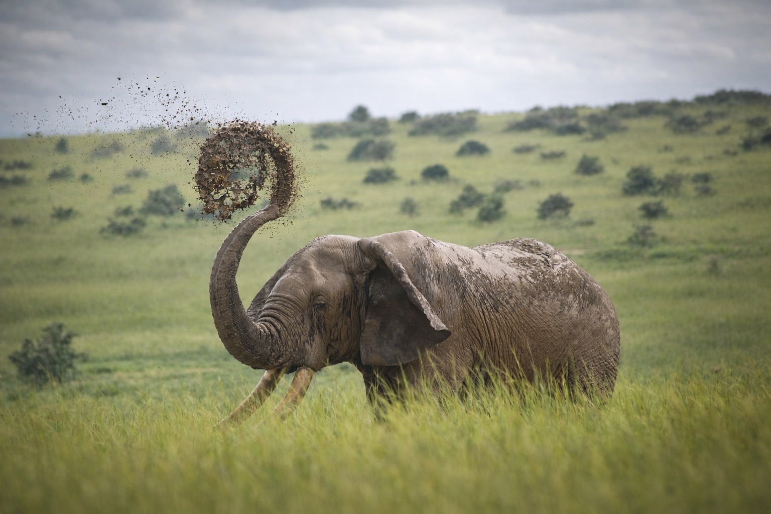 Tangi Elephant Camp