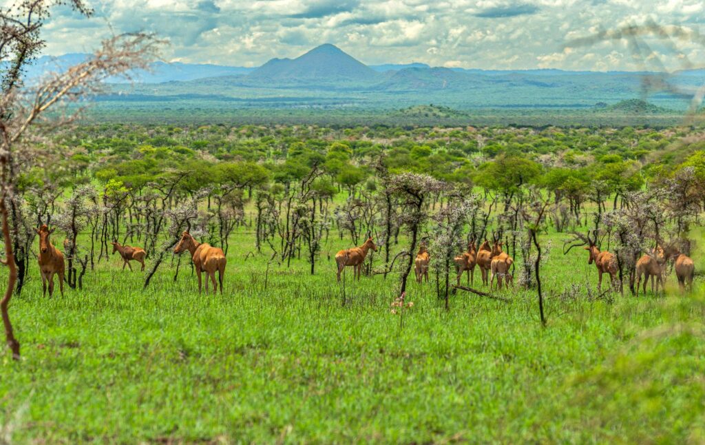 Pian Upe Wildlife Reserve