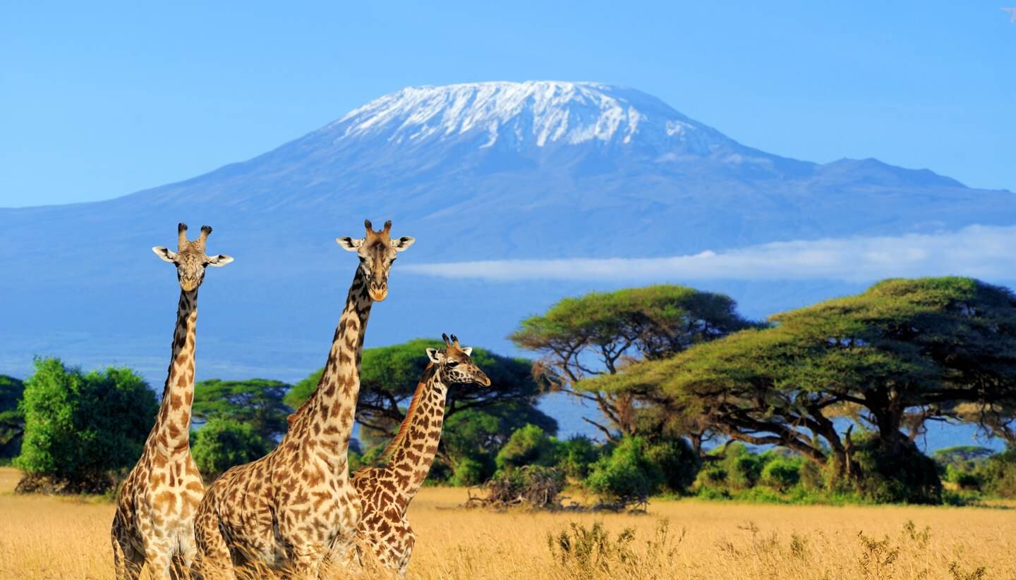 Giraffes in front of snow-capped Kilimanjaro