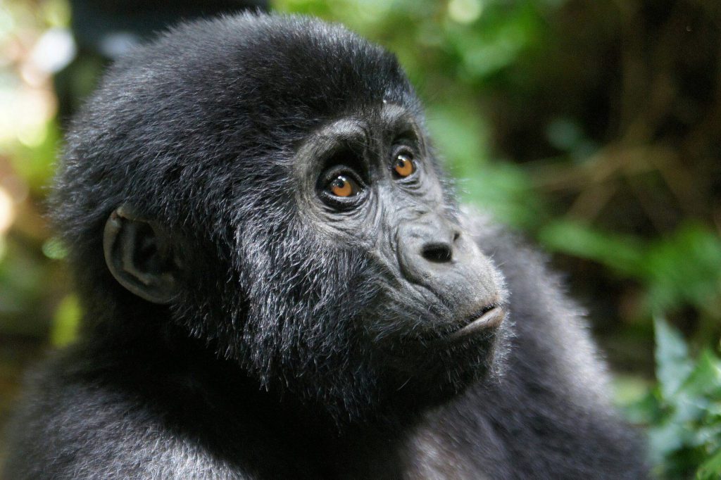 Young mountain gorilla in the forest
