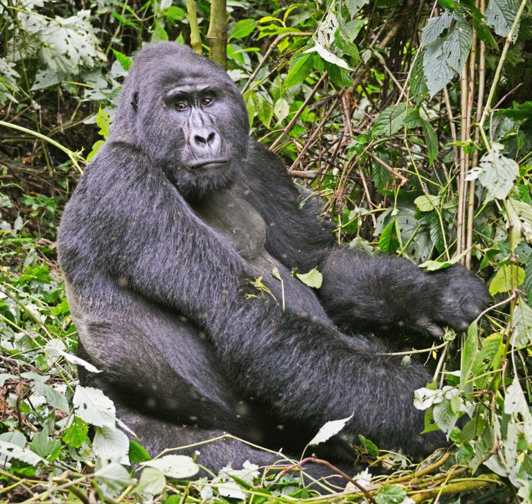 Mountain gorilla sitting in dense vegetation