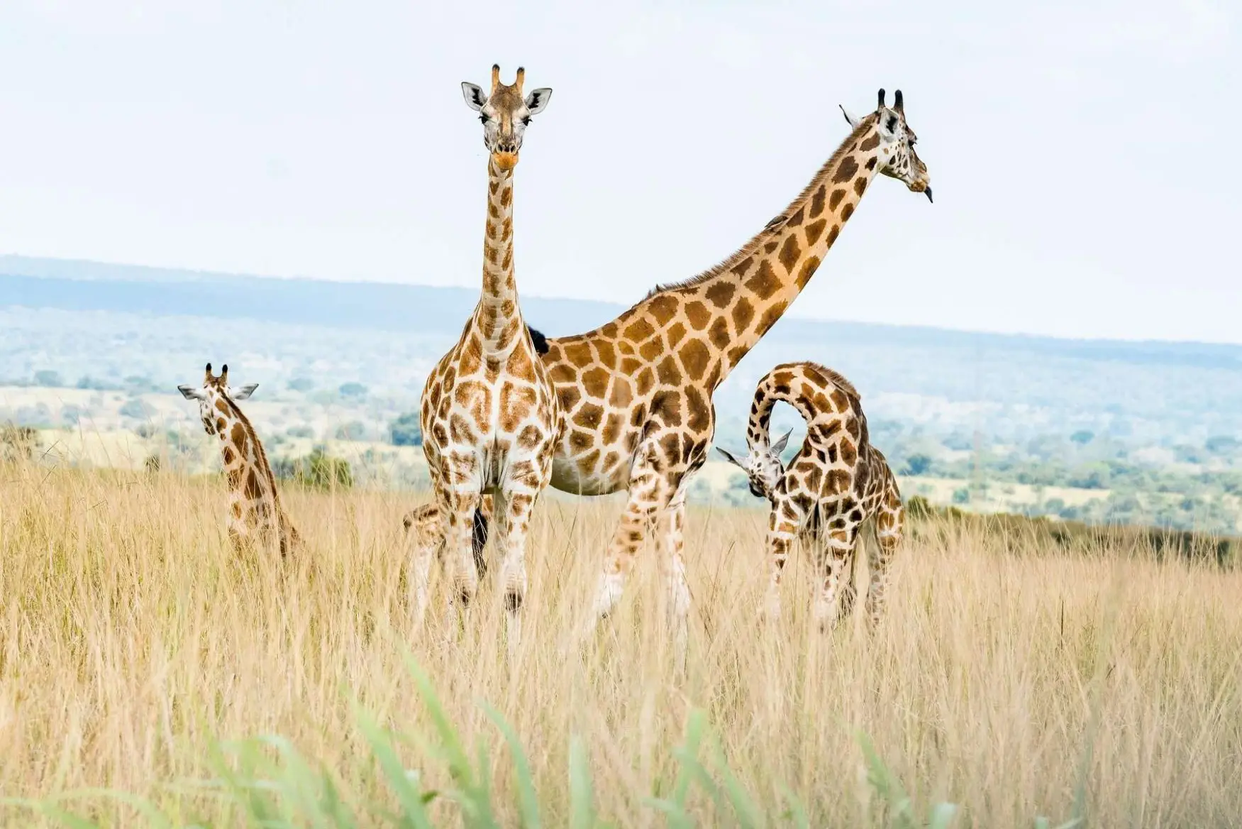 Murchison Falls National Park