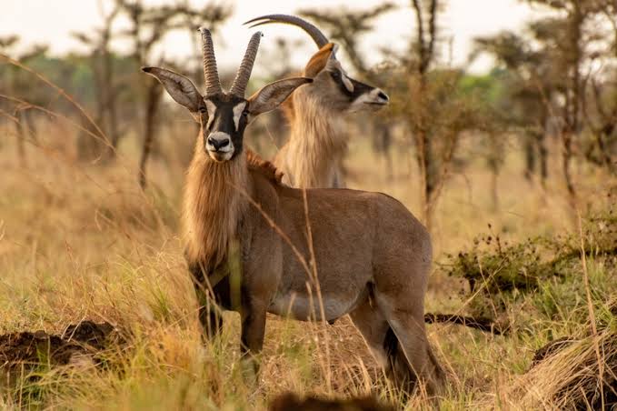 Pian Upe Wildlife Reserve