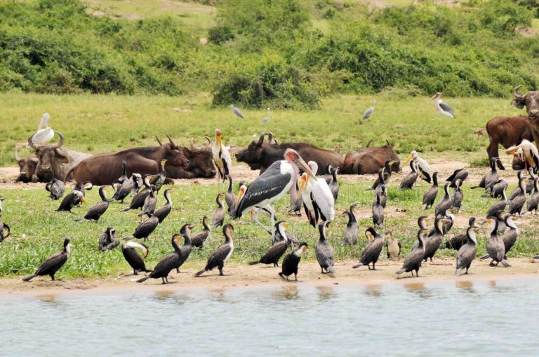 Buffalo and water birds on the shore of the Kazinga Channel