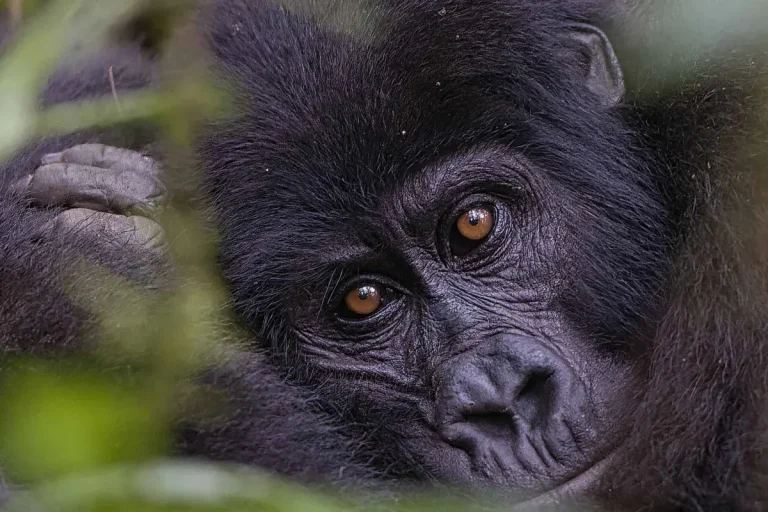 Close-up of a gorilla looking at the camera